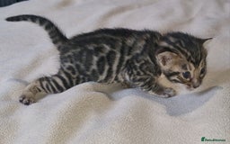 Bengal cats for sale: Pedigree Health Tested TICA Bengal Kittens - Image 2