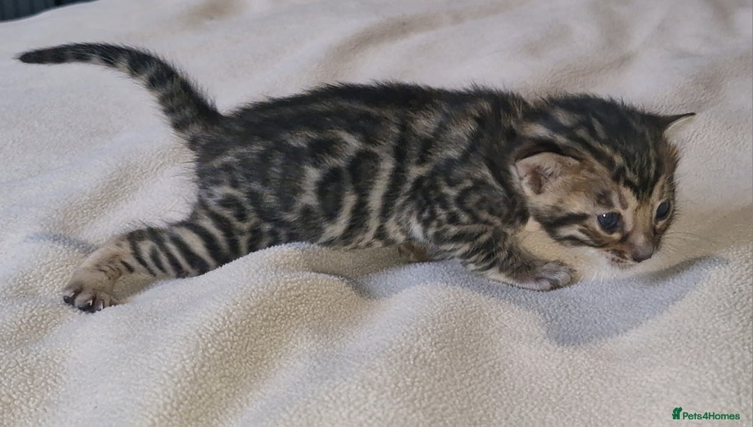 Bengal cats for sale: Pedigree Health Tested TICA Bengal Kittens - Image 2
