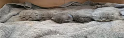 British Shorthair cats for sale: Stunning British shorthair kittens in Saxmundham - Advert 11