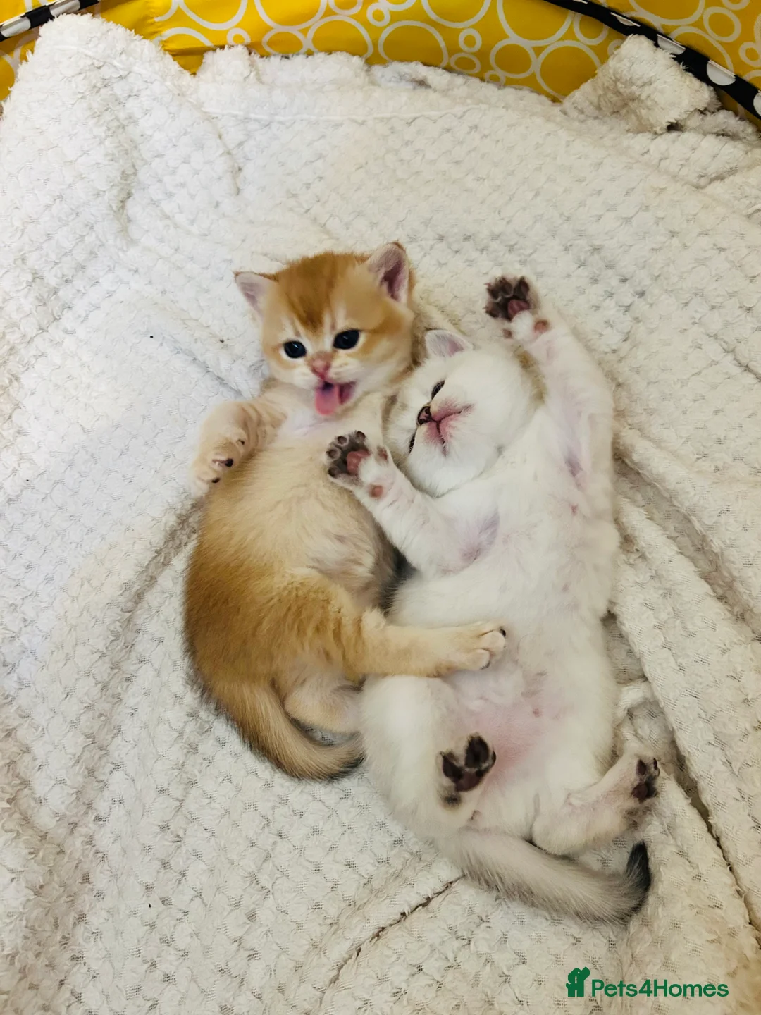 Scottish Fold cats for sale: Fall in love Reservations open beautiful kitties  - Advert 8