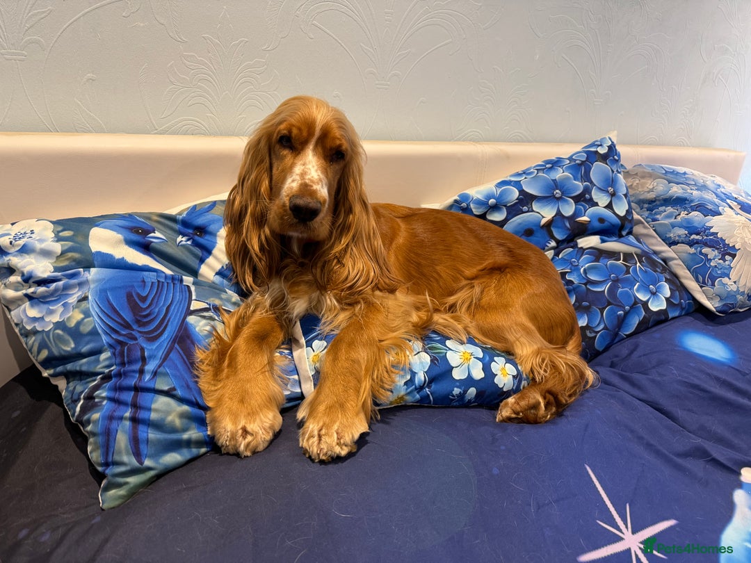 Cocker Spaniel dogs for sale: Darcy 🩷 Red Show Cocker Spaneil  - Image 4