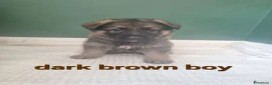 German Shepherd 1