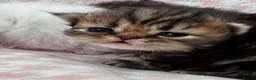 Persian cats for sale: Full Persian Kittens  in Arundel - Advert 11
