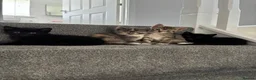 Mixed Breed cats for sale: Kittens for sale  - Advert 2