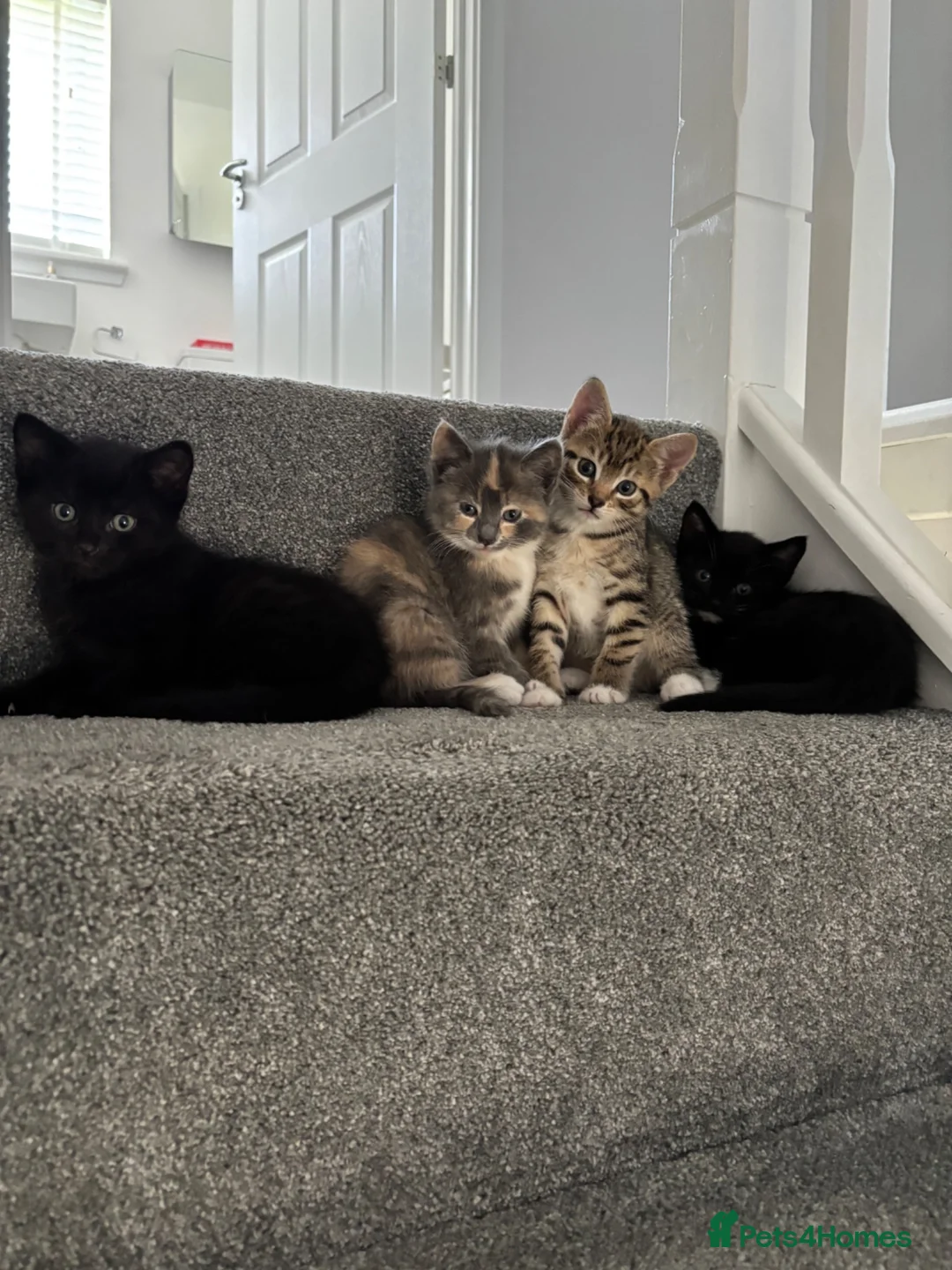 Mixed Breed cats for sale: Kittens for sale  - Advert 2