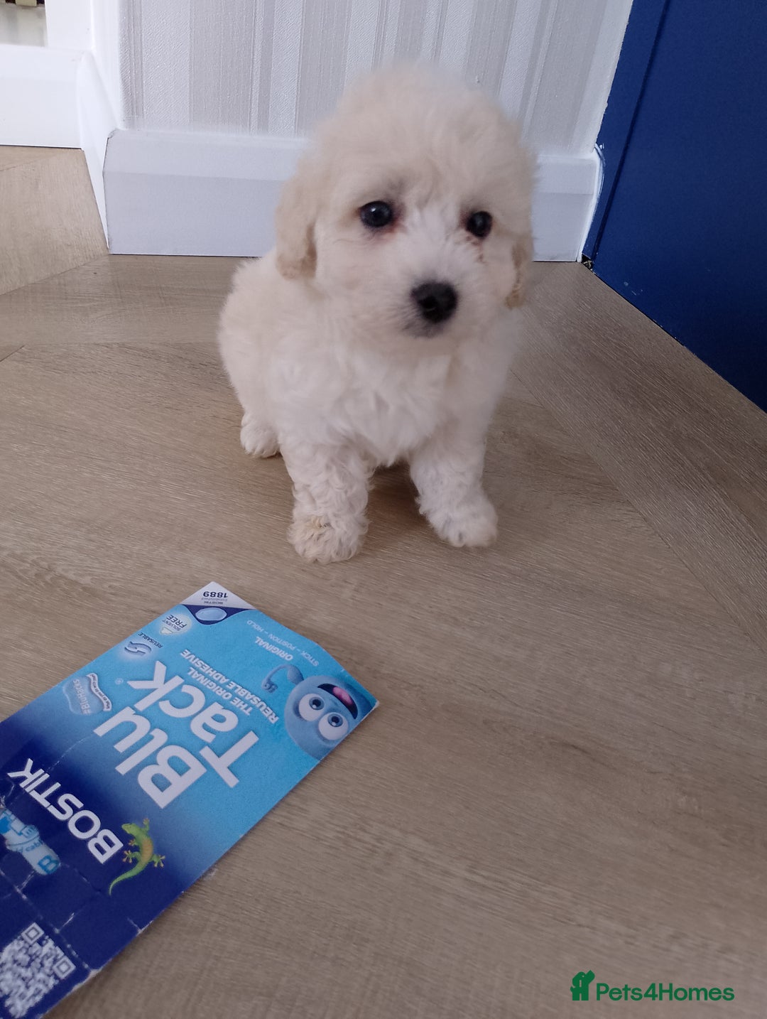 Maltipoo dogs for sale: Maltipoo puppies boy and girl available  - Image 23