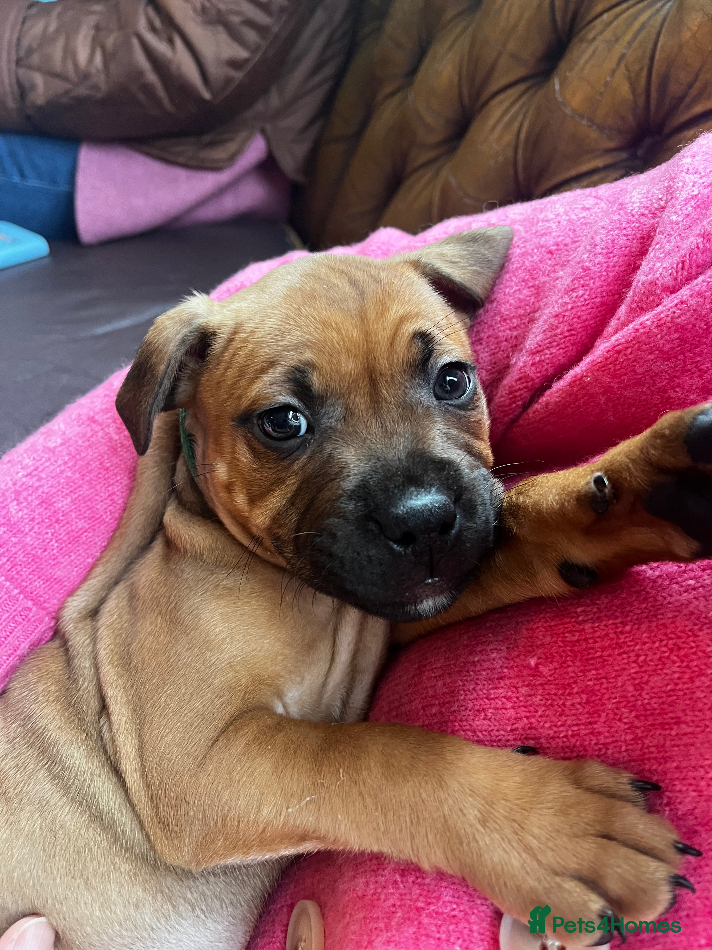 Staffordshire Bull Terrier dogs LAST 3 MALES RED STAFFY PUPS - Advert 2