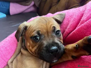 Staffordshire Bull Terrier dogs LAST 3 MALES RED STAFFY PUPS - Advert 2