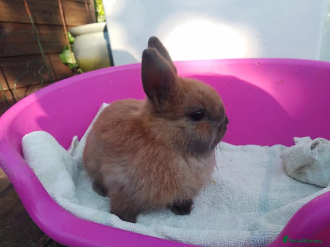 Netherland Dwarf rabbits for sale: Pretty Female and Male Netherland Dwarf Babies - Advert 1