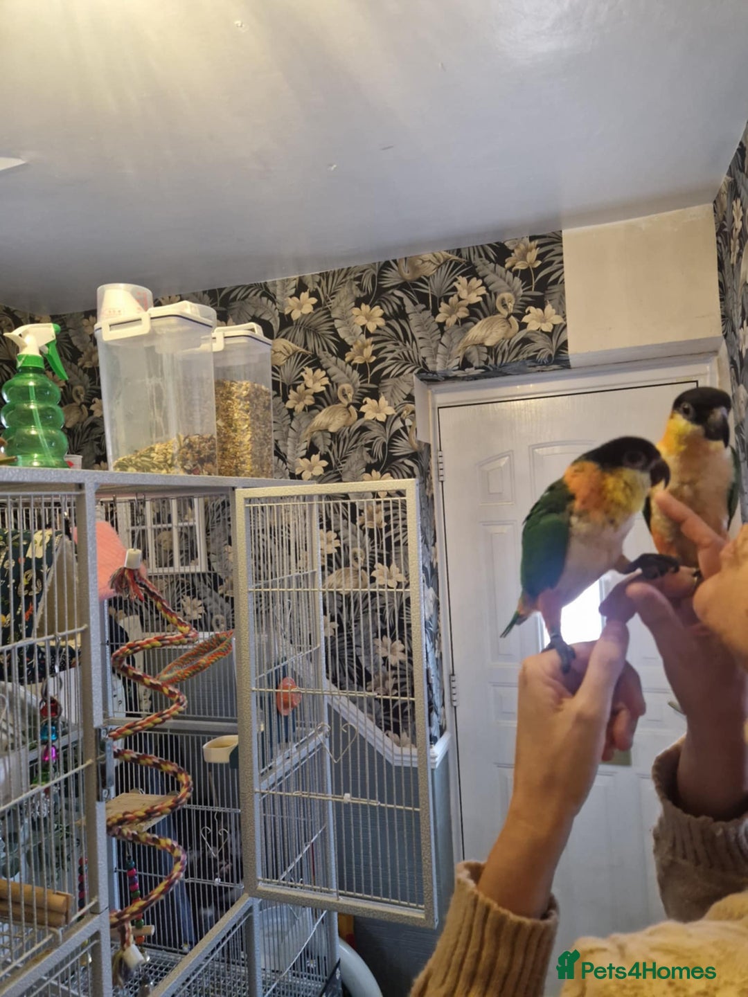 Parrots birds for sale: Caiques  - Image 3
