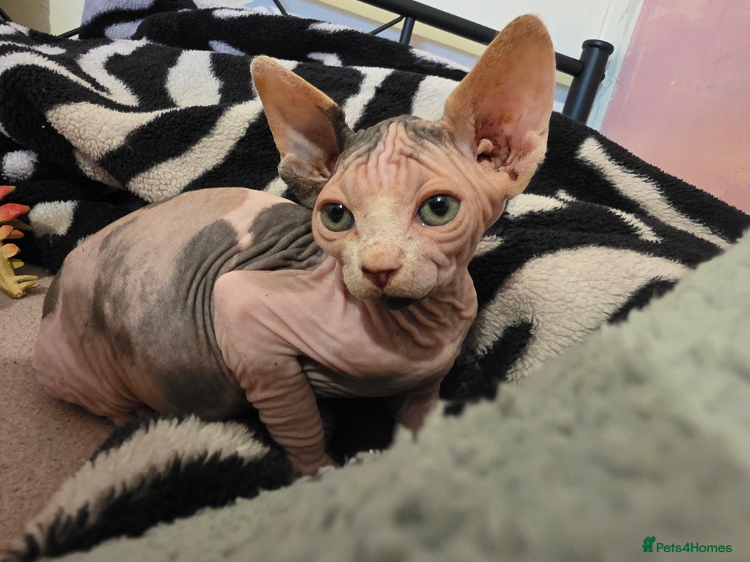 Sphynx cats for sale: 🩷 Sphynx Kitten – Female   - Image 12