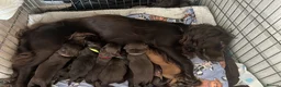 Cocker Spaniel dogs for sale: 4 male cocker spaniels for sale  - Advert 5