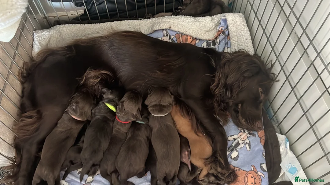 Cocker Spaniel dogs for sale: 4 male cocker spaniels for sale  - Advert 5
