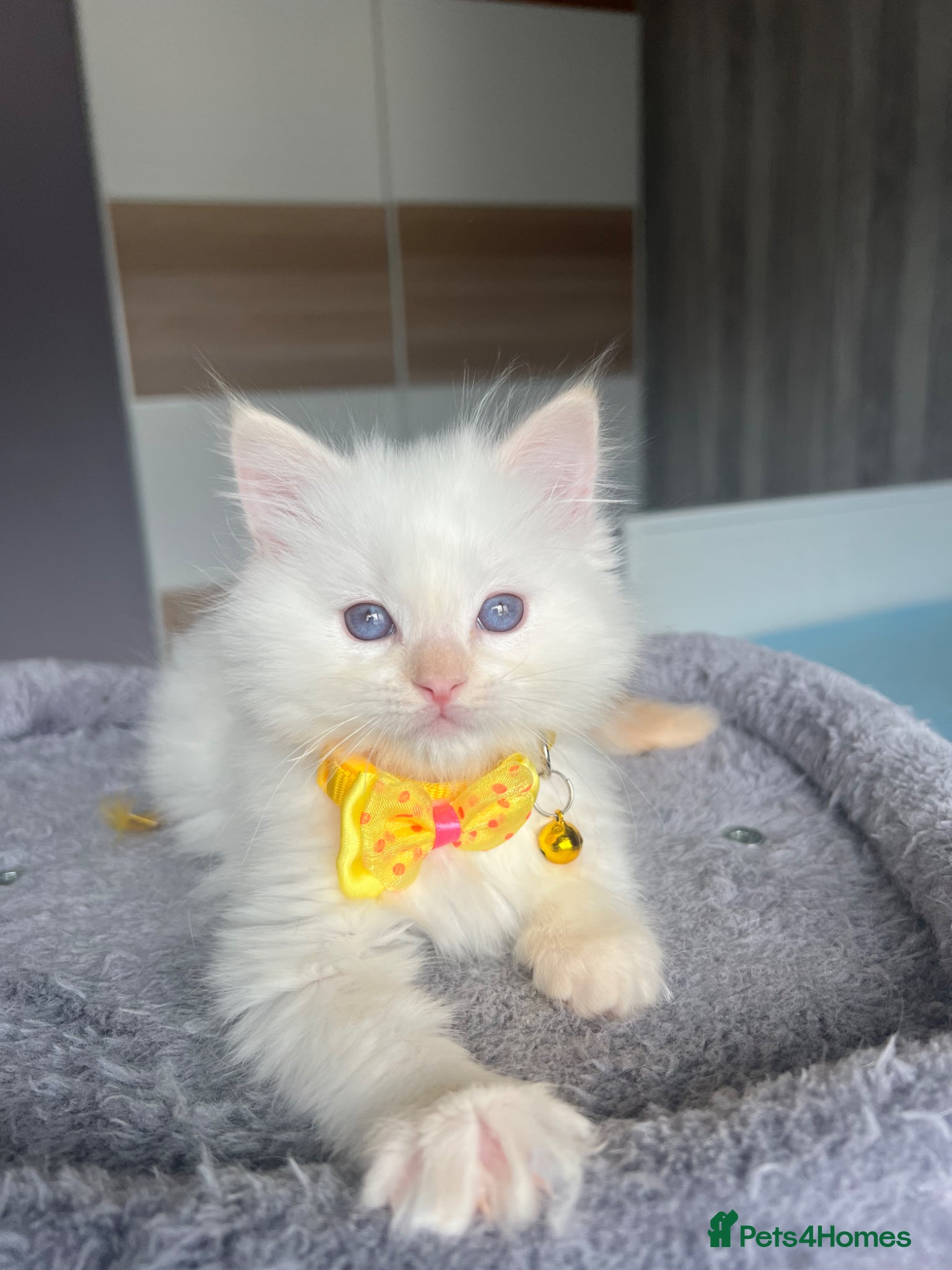 Ragdoll cats Pedigree Ragdoll kittens  - Advert 5