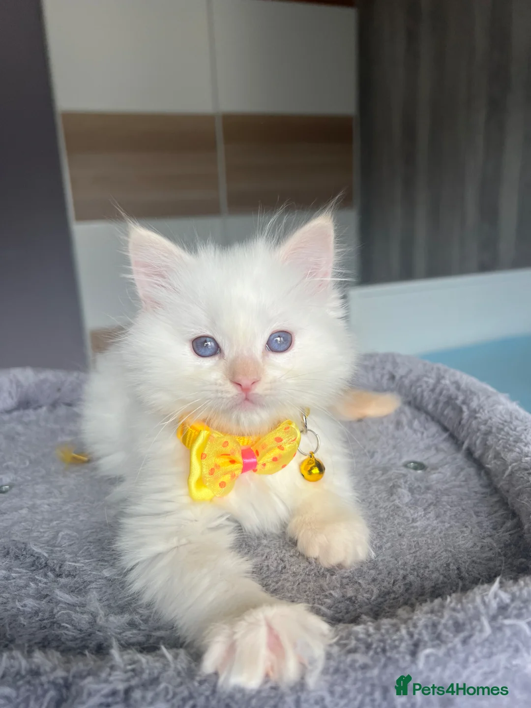 Ragdoll cats for sale: Pedigree Ragdoll kittens  - Advert 1