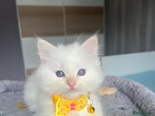 Ragdoll cats Pedigree Ragdoll kittens - Advert 1