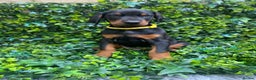 Dobermann dogs for sale: KC REGISTERED DOBERMAN ( 11 months old : Intact) - Advert 10