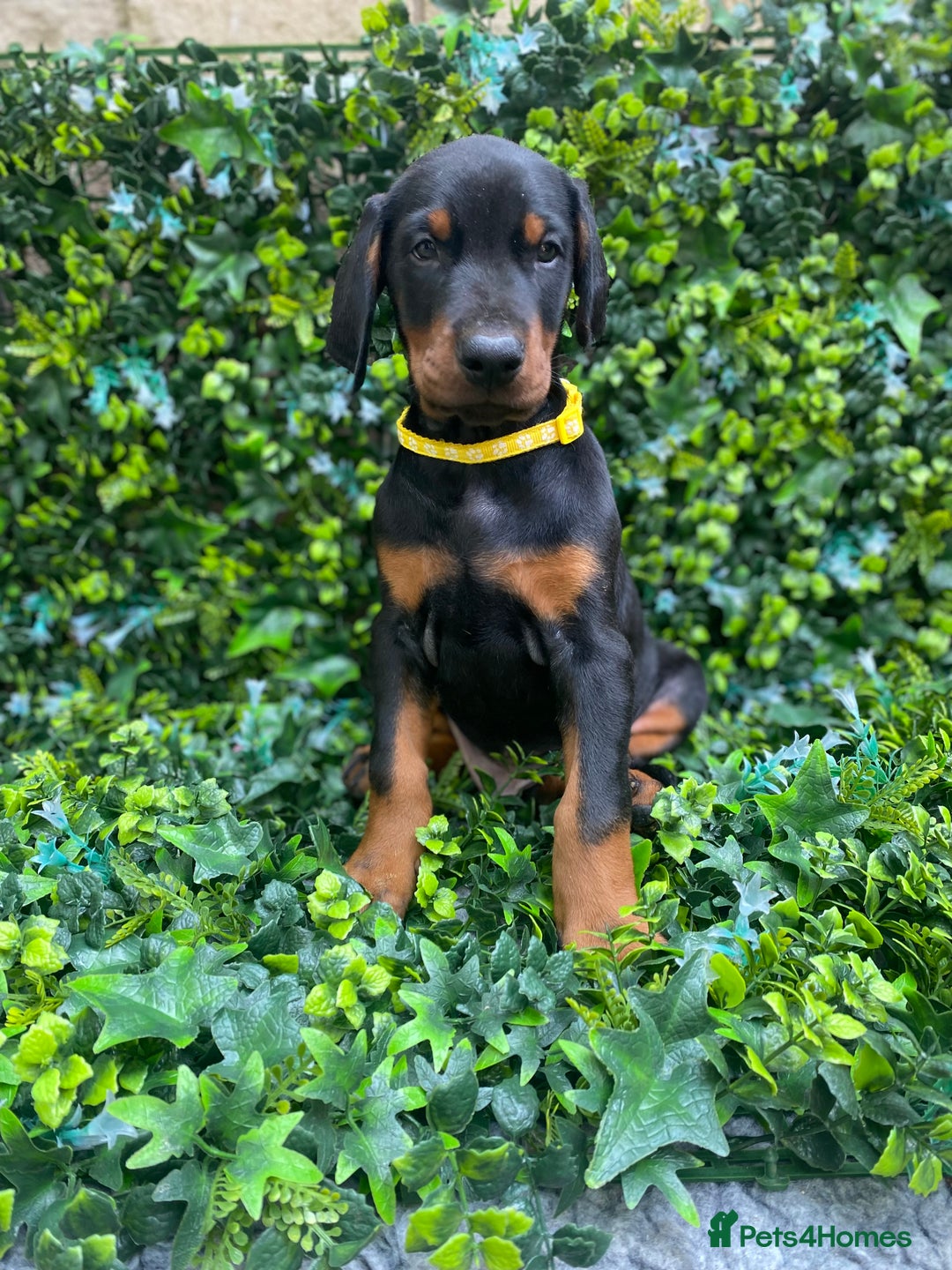 Dobermann dogs for sale: KC REGISTERED DOBERMAN ( 11 months old : Intact) - Advert 10