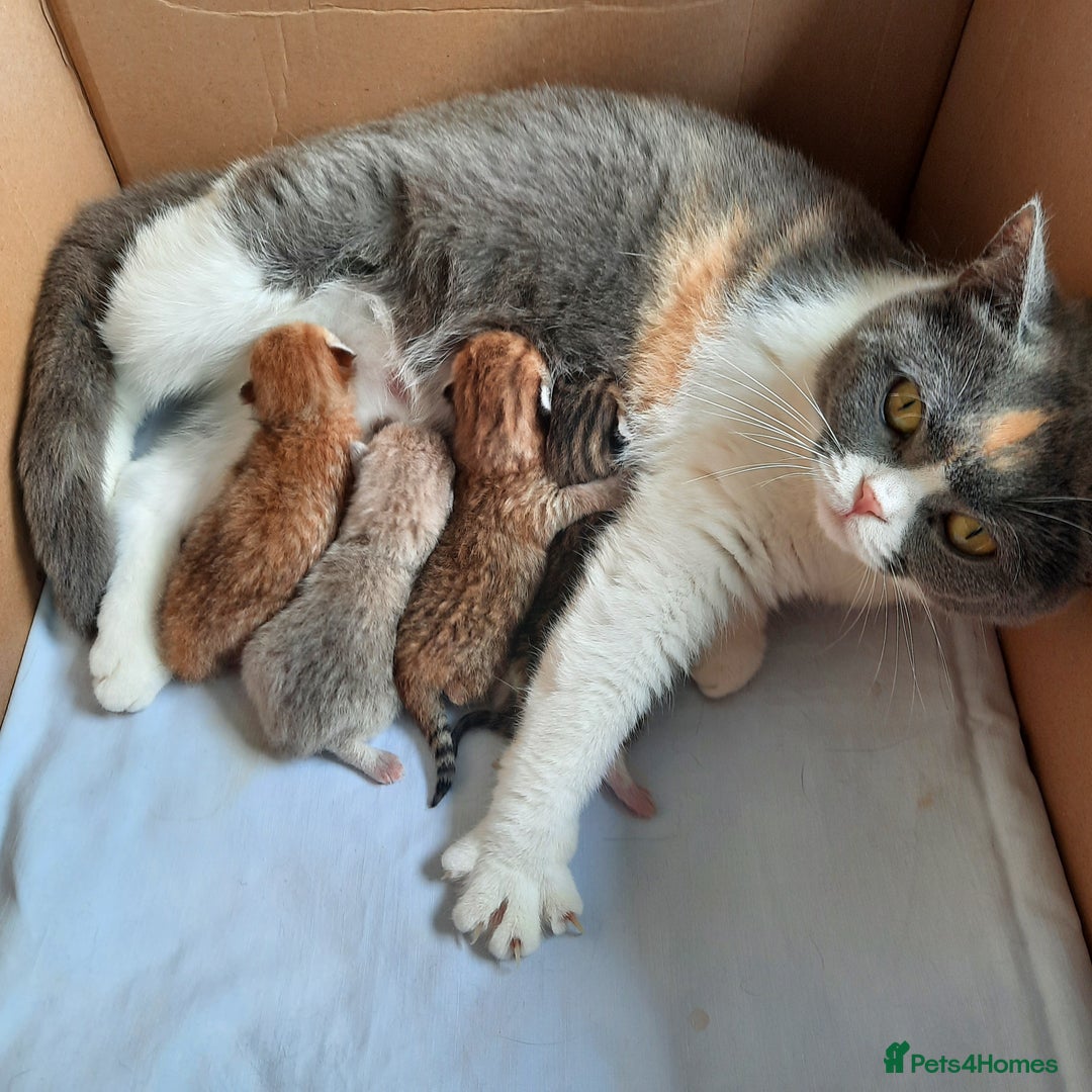 Scottish Fold cats for sale: TICA Reg: Scottish Fold Neutered Girl Kittens - Advert 18