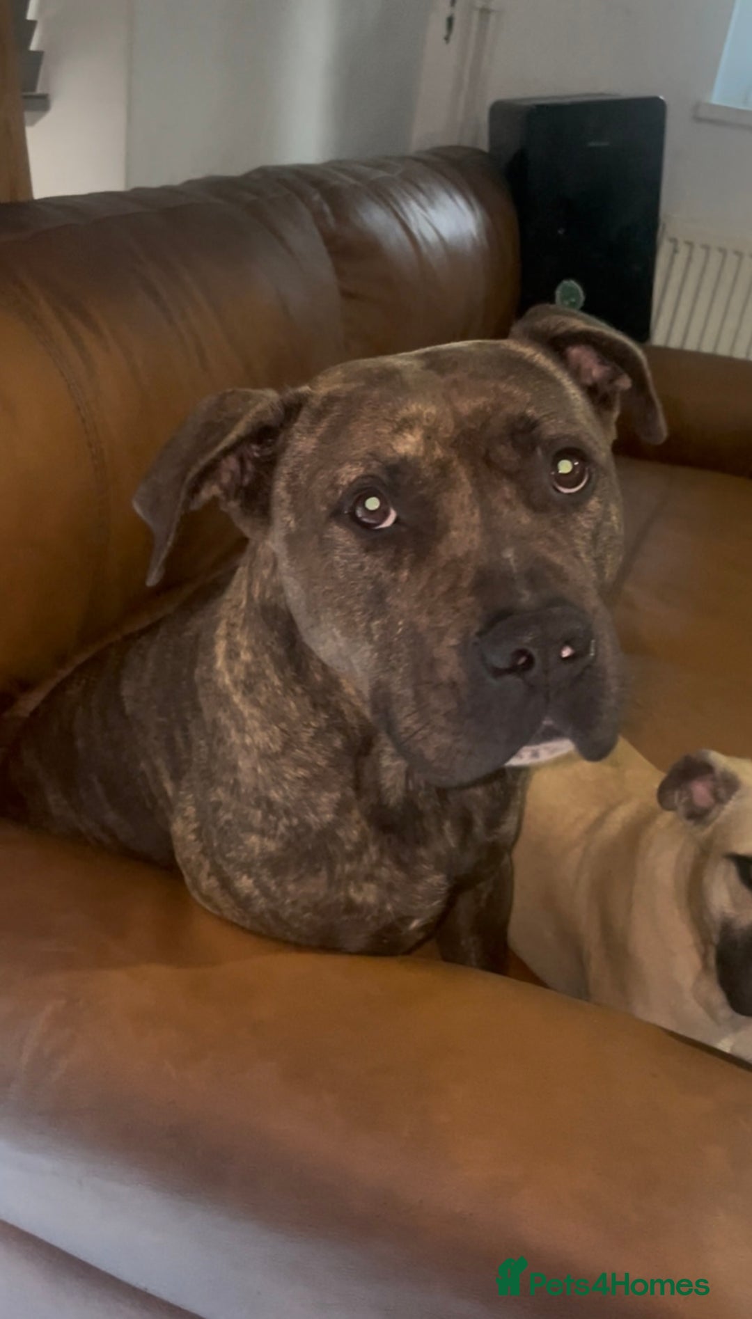 Staffordshire Bull Terrier dogs for sale: Hugo  - Advert 1
