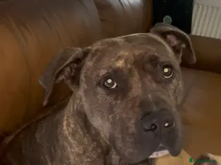 Staffordshire Bull Terrier dogs Hugo - Advert 11