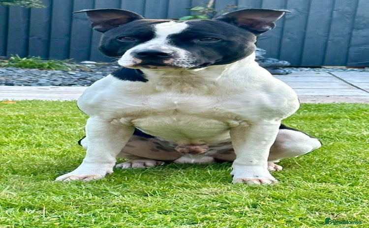 Staffordshire Bull Terrier dogs - Advert 2