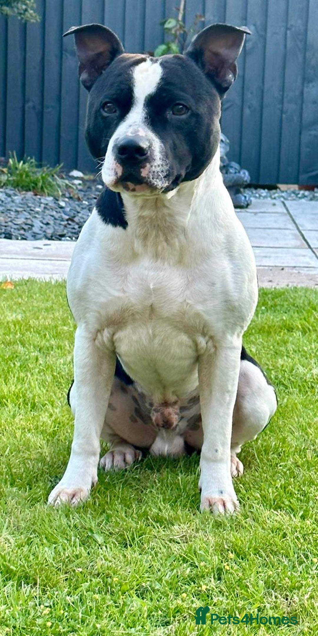 Staffordshire Bull Terrier dogs for stud: Staffordshire bull terrior for stud - Image 1