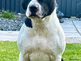 Staffordshire Bull Terrier dogs - Advert 26