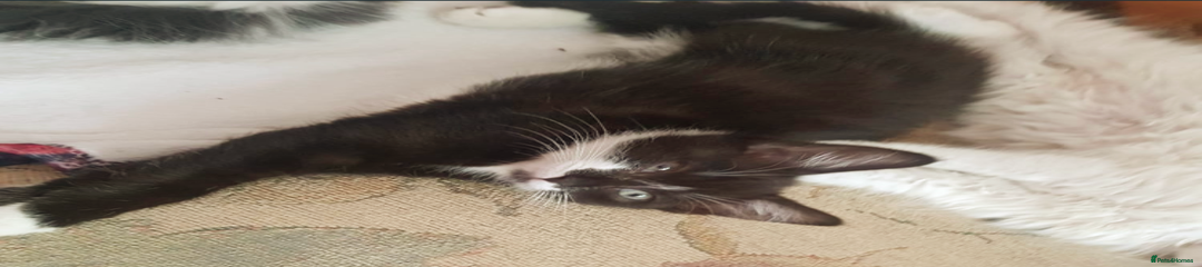 Domestic Shorthair Kitten 1
