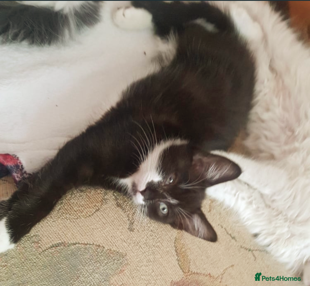 Domestic Shorthair cats for sale: Beautiful kittens ready for loving homes  - Image 12