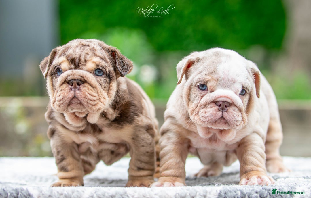 Lilac Tri New English Bulldog Puppies For Sale Chocolate Lilac