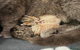British Shorthair cats for sale: Luna’s Litter 🩶 - Image 21