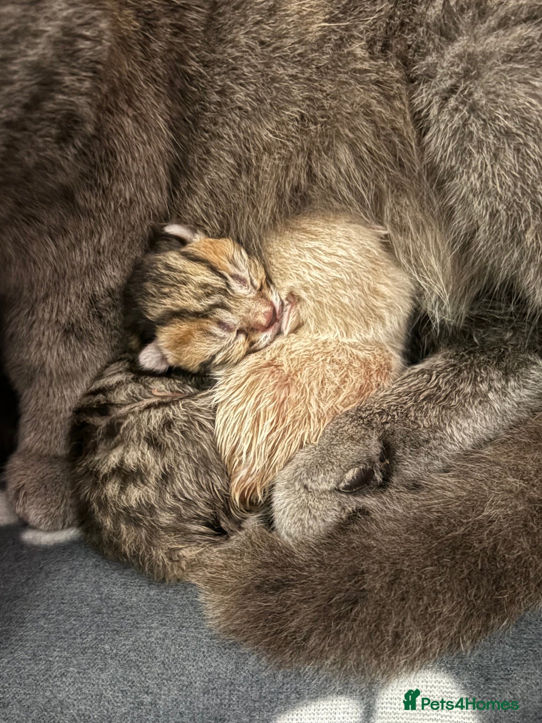 British Shorthair cats for sale: Luna’s Litter 🩶 - Image 21