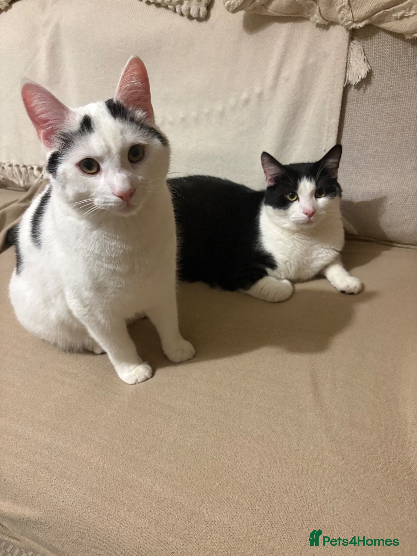 Domestic Shorthair cats 2 male cats for rehome  - Advert 2