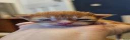 Mixed Breed cats for sale: Maine coon x kittens - Advert 38