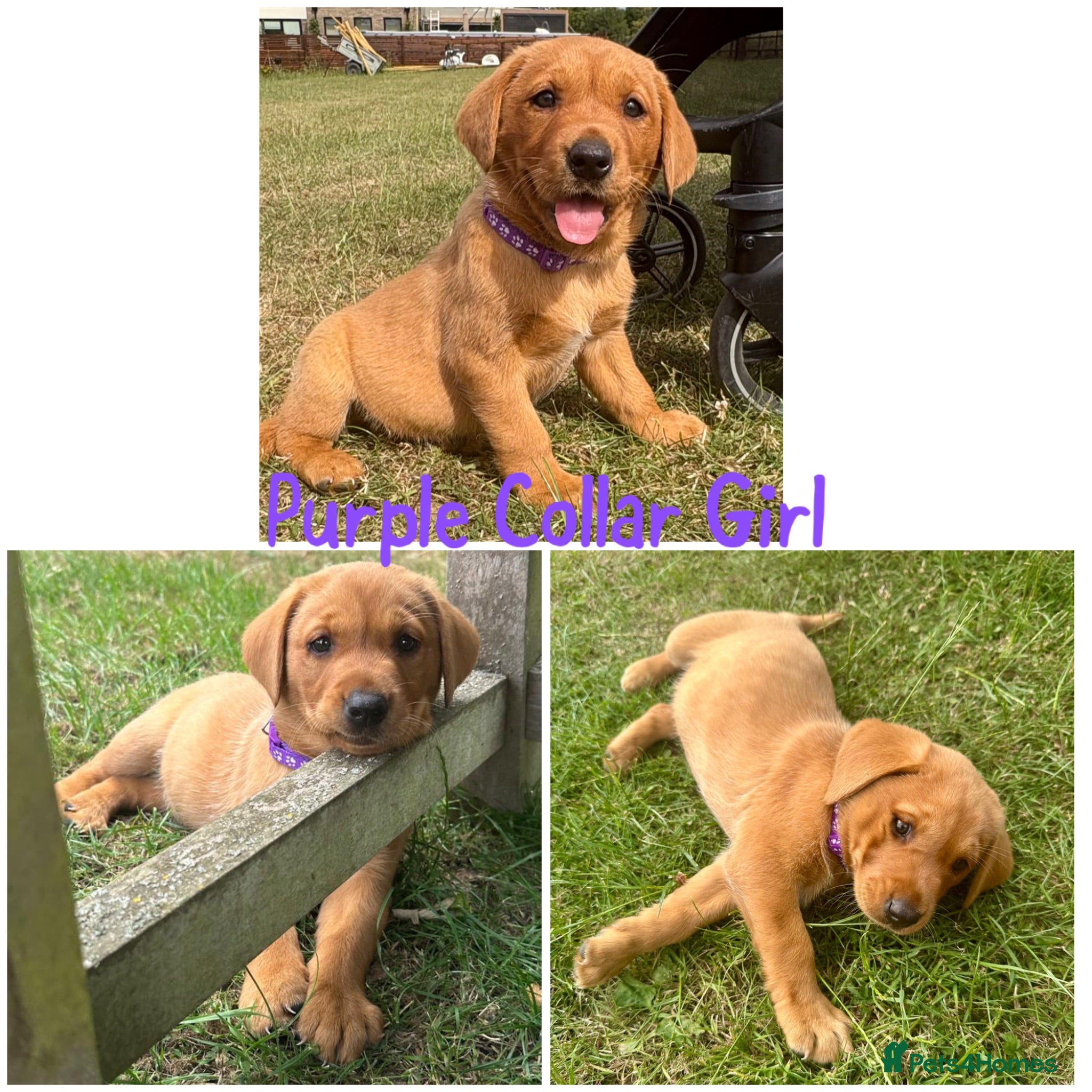 Labrador Retriever dogs 5 Gorgeous Labrador Puppies  - Advert 2