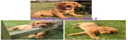Labrador Retriever dogs for sale: 5 Gorgeous Labrador Puppies  - Advert 2