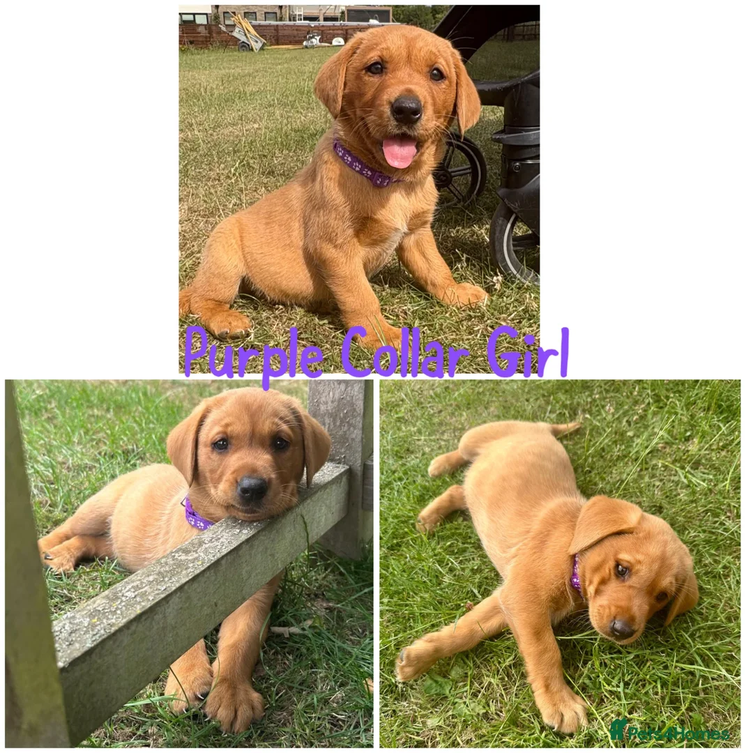Labrador Retriever dogs for sale: 5 Gorgeous Labrador Puppies  - Advert 2