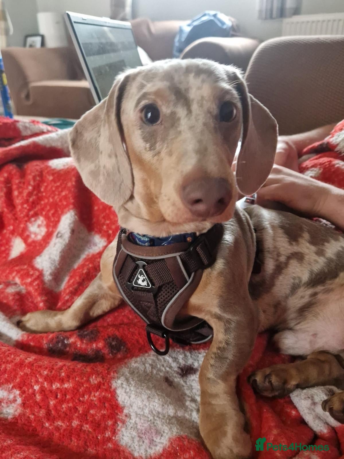 Mixed Breed dogs 💙🐶 THEO – A LITTLE SAUSAGE WITH A BIG WORLD - Advert 1
