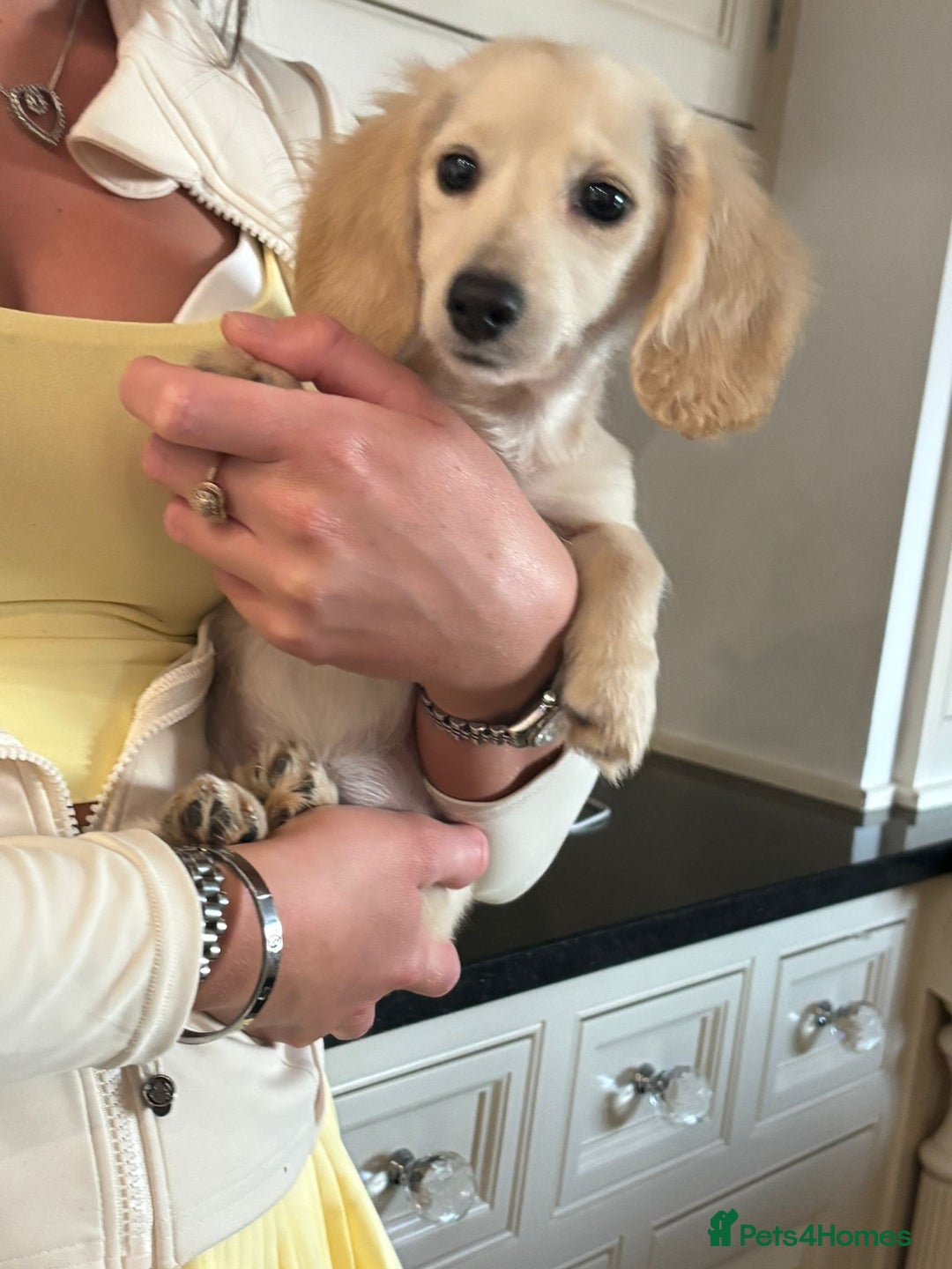Miniature Dachshund dogs for sale: KC reg Miniature English cream dachshund girl  - Image 6