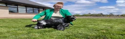Cocker Spaniel dogs for stud: Handsome kc registered show cocker (French import) - Advert 1