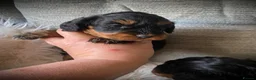 Cockapoo dogs for sale: Multi generation DNA Health Clear Cockapoo Pups  - Advert 7