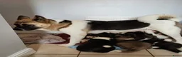 Akita dogs for sale: Chunky American Akita puppies in Birmingham - Advert 1