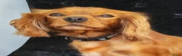 Cavalier King Charles Spaniel dogs for sale: Very Happy Cavalier King Charles  - Advert 5