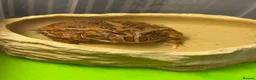 Lizard reptiles for sale: Two Healthy Pacman Frogs (Horned Frogs) – £20 Each - Advert 6