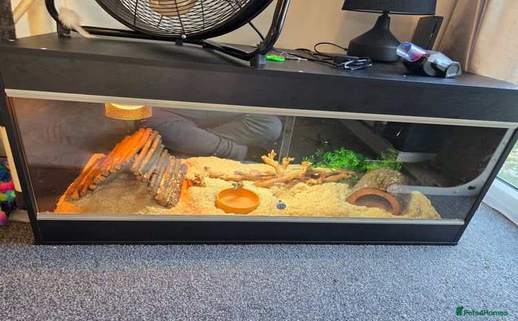 Corn Snake reptiles - Advert 1