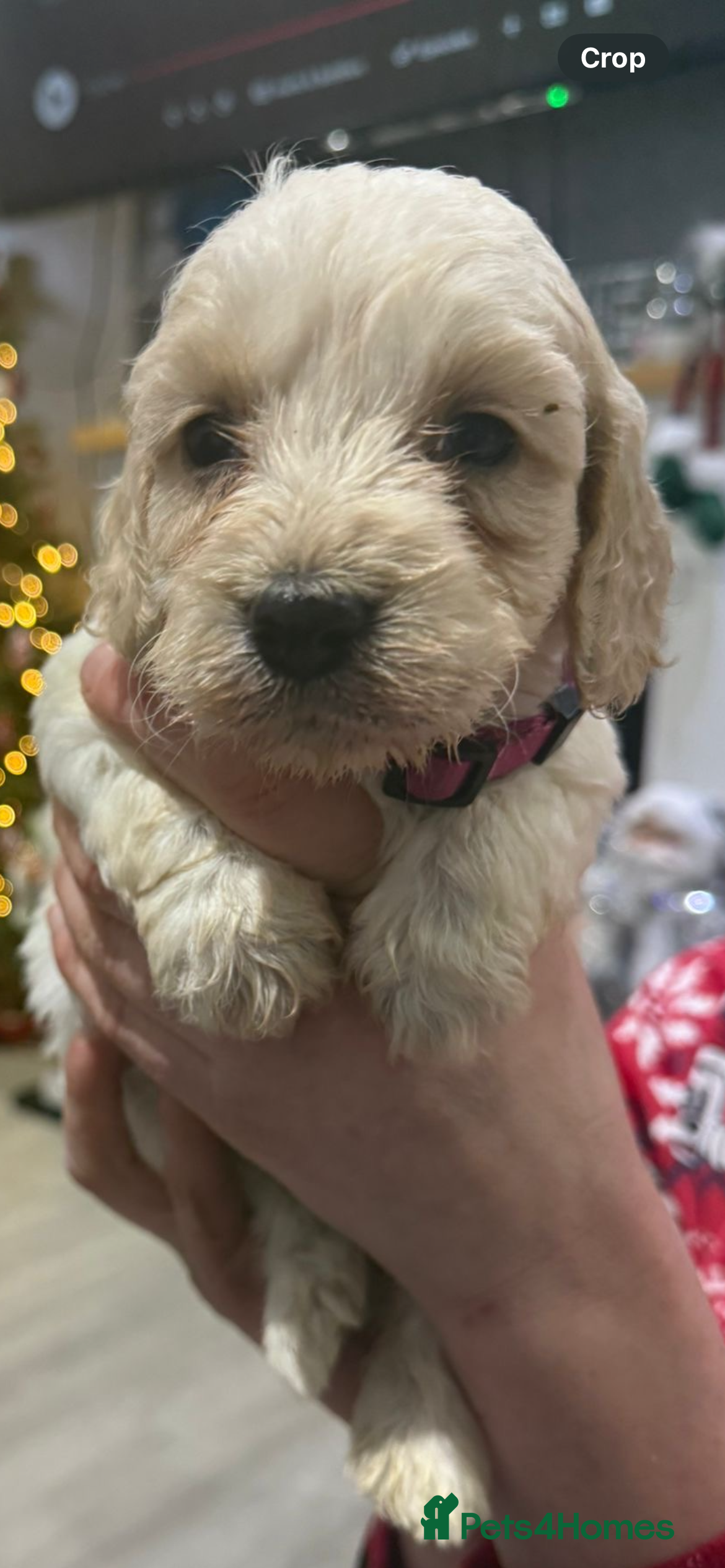 Sprocker dogs Cockerpoo puppies 6 girls 2 boy  - Advert 8