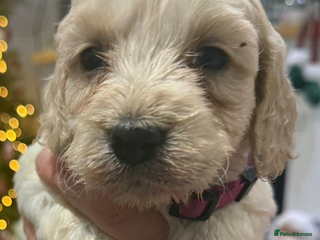 Sprocker dogs Cockerpoo puppies 6 girls 2 boy - Advert 8