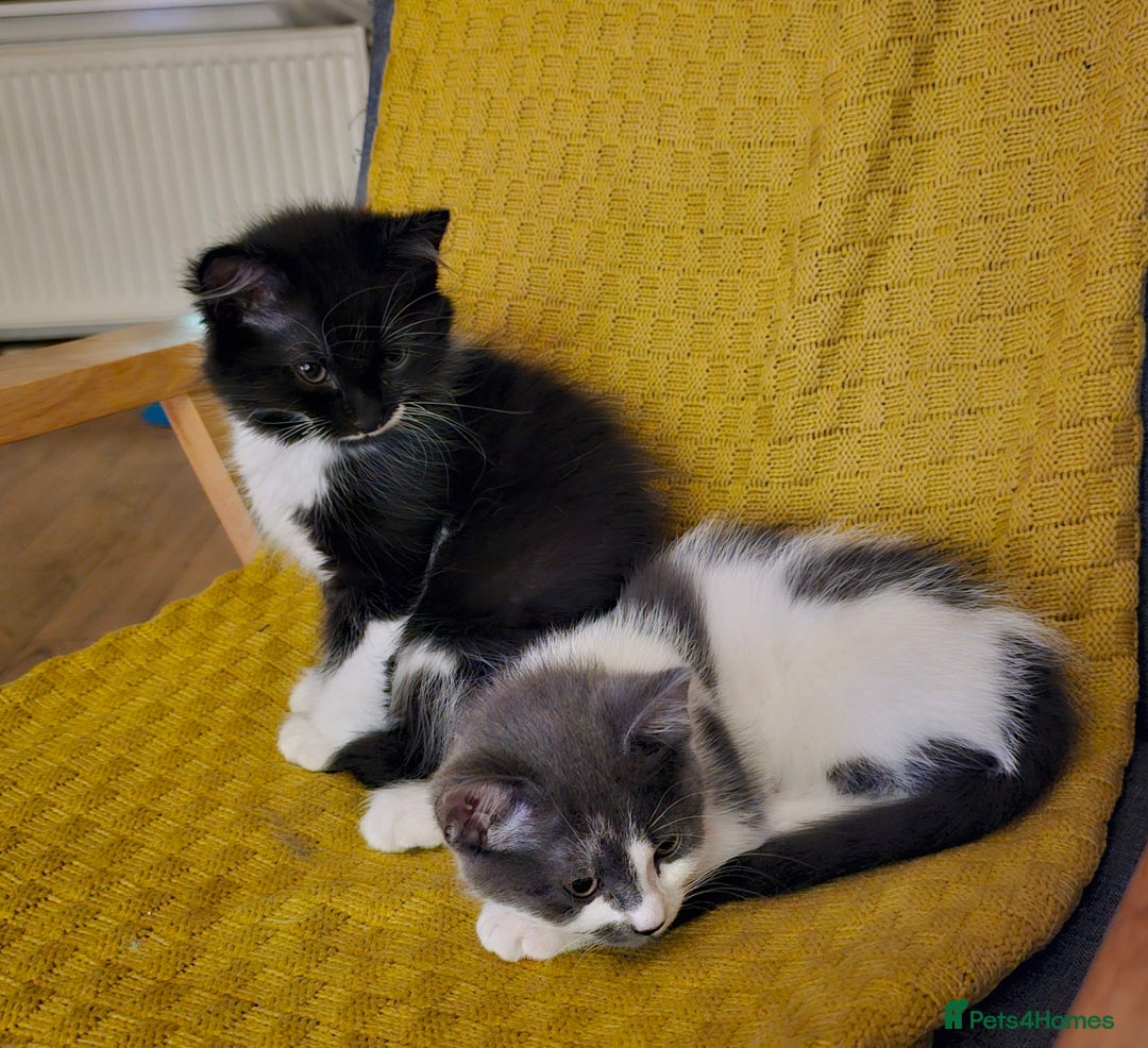 Mixed Breed cats for sale: 2 outstanding beauty girls  - Image 6