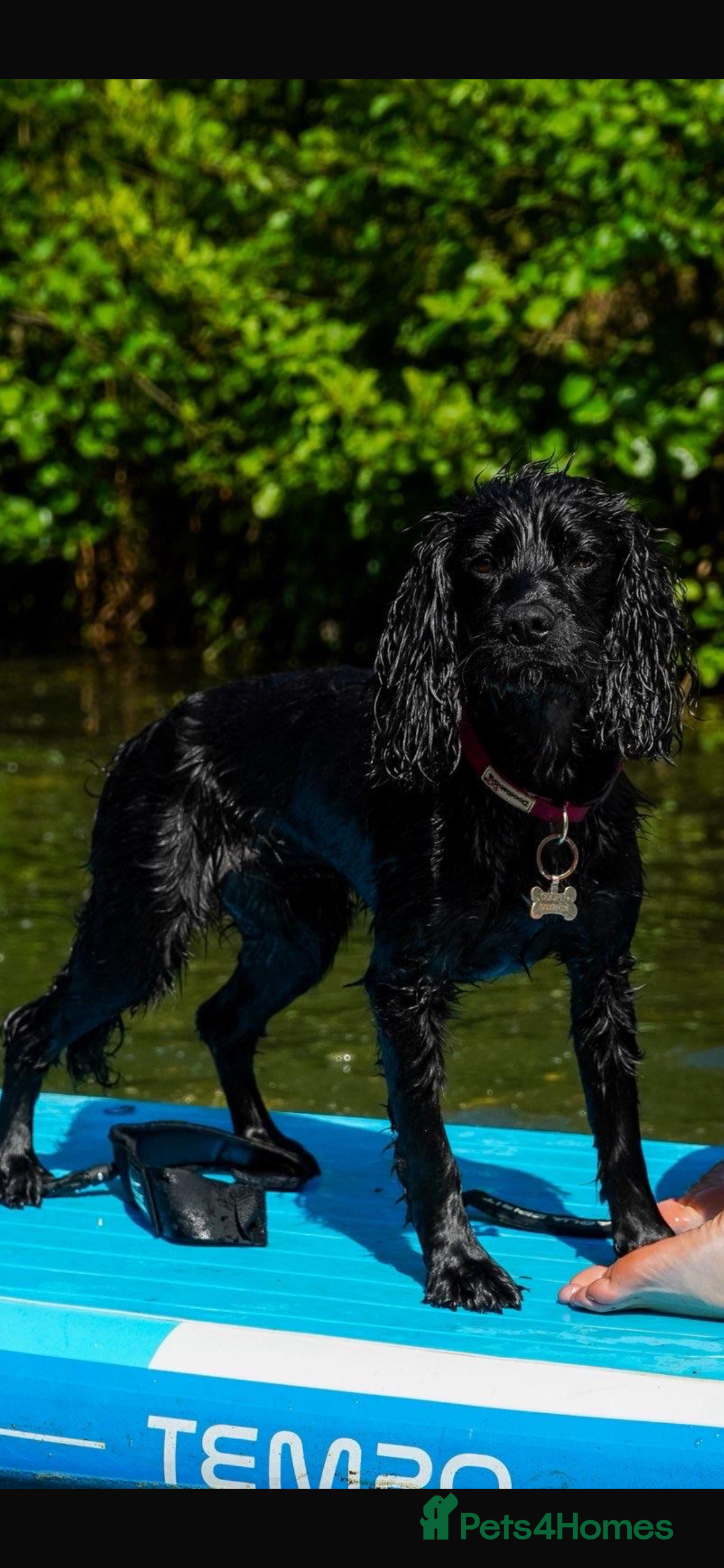 Mixed Breed dogs Coker spaniel x Paterdale boys  - Advert 2